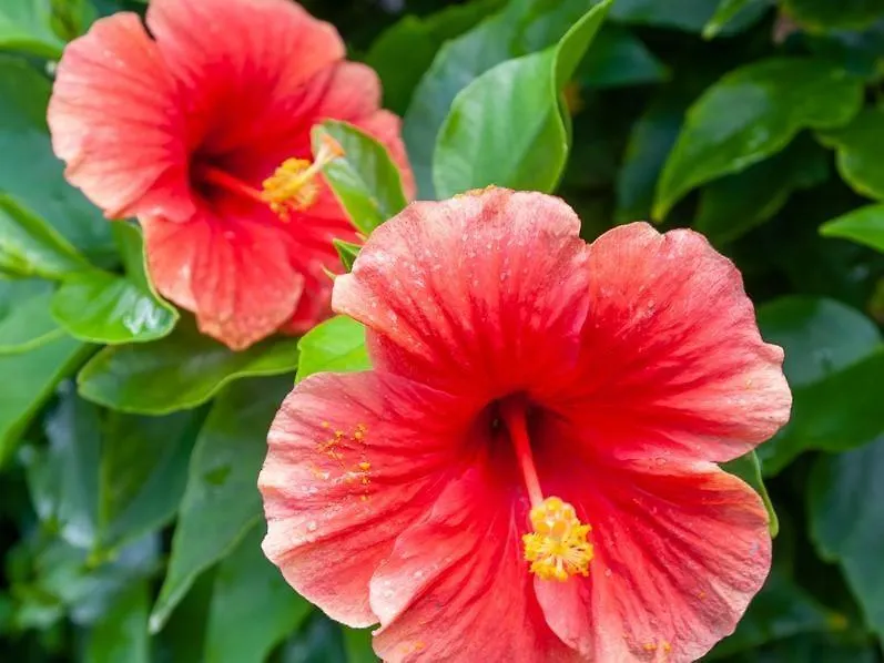 Hanalei Colony Resort F3